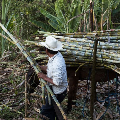 Following Mezcal’s Footsteps, Mexican Rum Is On The Rise