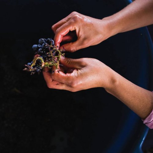 Mexican Wine Is Shifting From Novelty To Mainstay