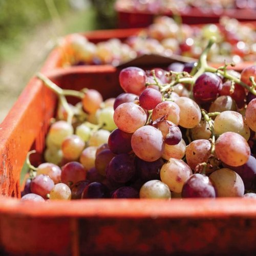 Uruguay Wine Remains A Mystery To Many—but That’s About To Change