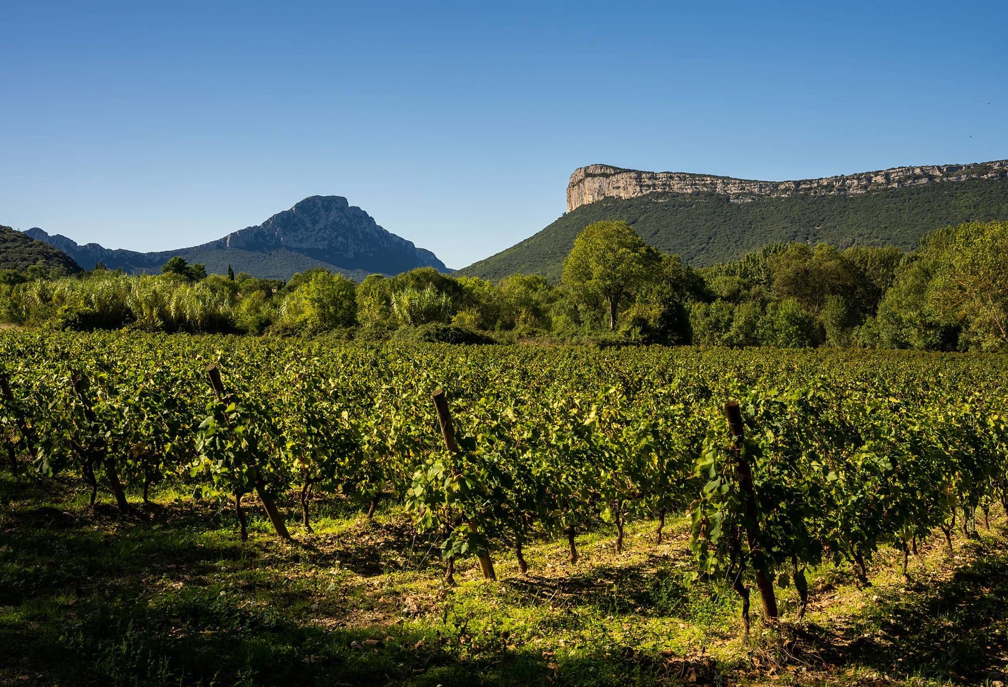 Drinks Atlas: Languedoc Wines