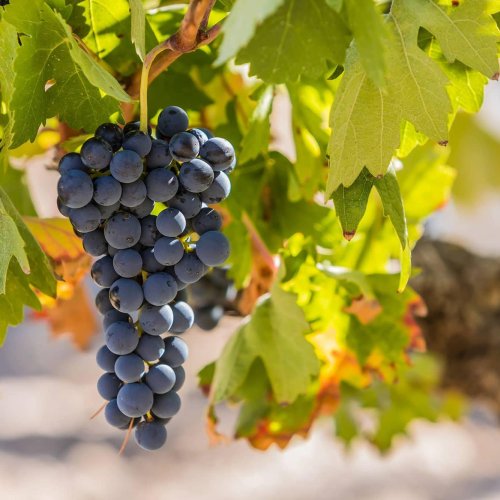 5 To Try: Age Worthy Tempranillo Wines