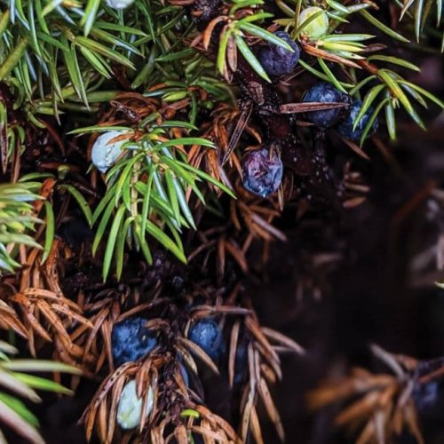 Craft Gins Get A Boost From Native Juniper