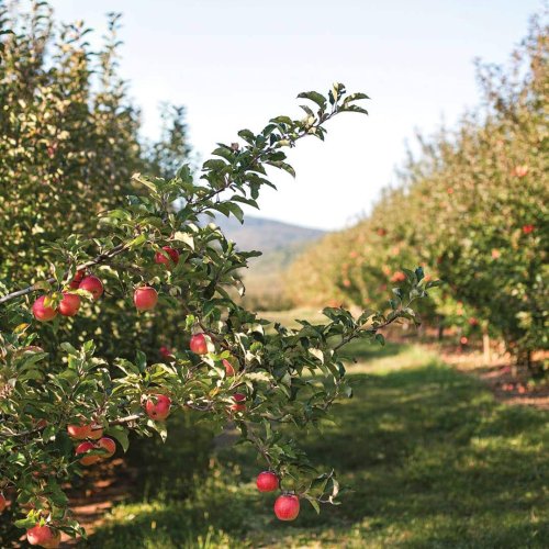 Coming Home To Appalachian Apple Country