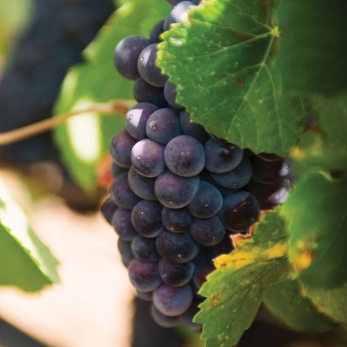 A Sicilian Wine Cooperative Aids The Long Haul Of Earthquake Recovery
