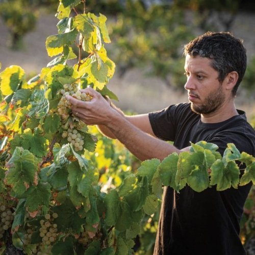 Cava Reclaims Its Identity And Charts A New Way Forward