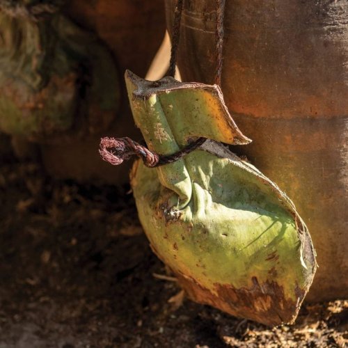 Understanding One Of Mexico’s More Rare And Esoteric Mezcals