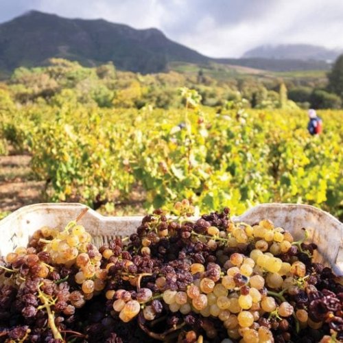 South Africa’s Most Historic Wine Is Hiding In Plain Sight